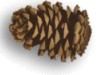 Captcha image 9531